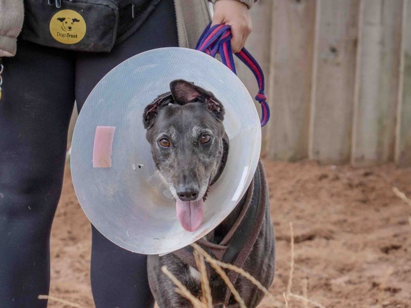Greyhound for adoption in Wymeswold, Leicestershire – 5 years old