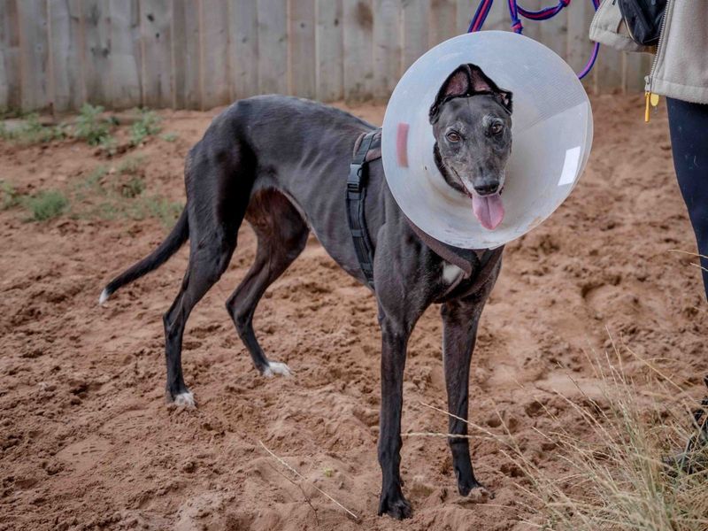 Greyhound for adoption in Wymeswold, Leicestershire – 5 years old - Image 2 of 2