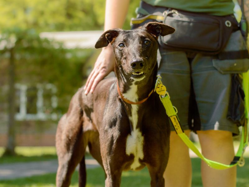 Greyhound for adoption in Kenilworth, Warks – 3 years old - Image 3 of 4