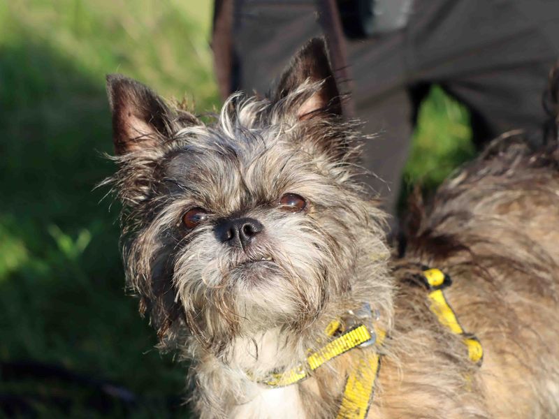 Murphy | Terrier (Yorkshire) Cross | Darlington - 1