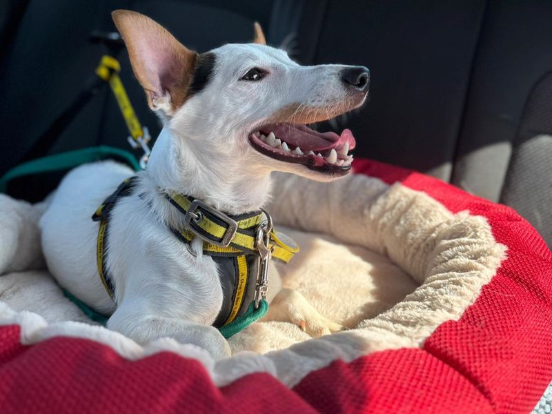 Chaz | Terrier (Jack Russell) | Kenilworth (West Midlands) - 1