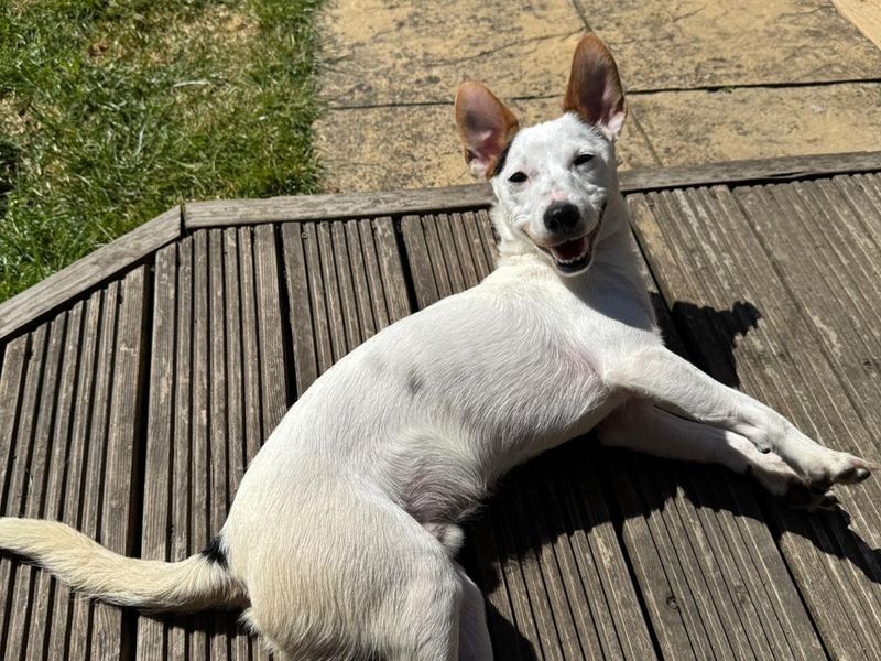 Jack Russell for adoption in Kenilworth, Warks – 1 year old - Image 3 of 4