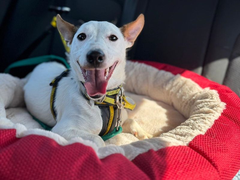 Jack Russell for adoption in Kenilworth, Warks – 1 year old - Image 2 of 4