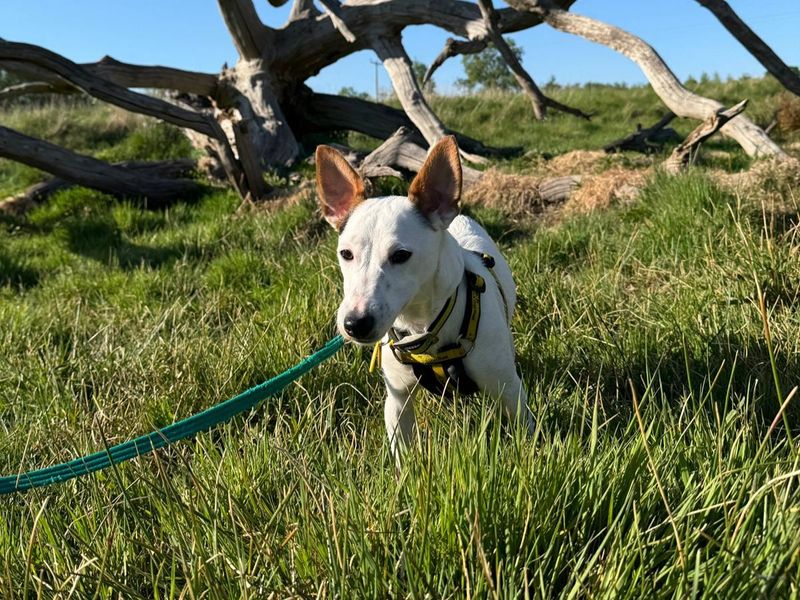 Jack Russell for adoption in Kenilworth, Warks – 1 year old - Image 4 of 4