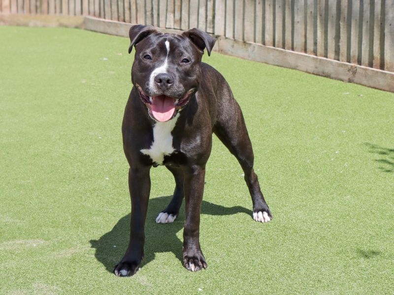 Staffordshire Bull Terrier for adoption in Evesham, Worcestershire – 8 months old - Image 3 of 5