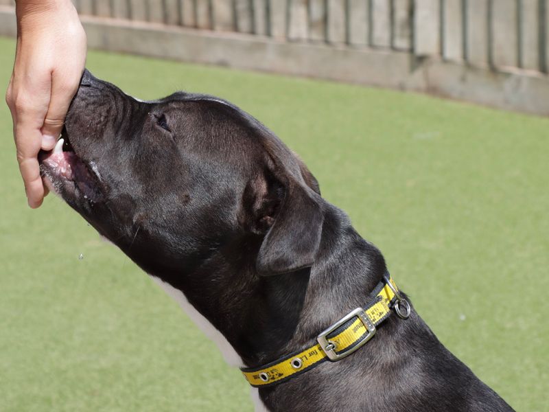 Staffordshire Bull Terrier for adoption in Evesham, Worcestershire – 8 months old