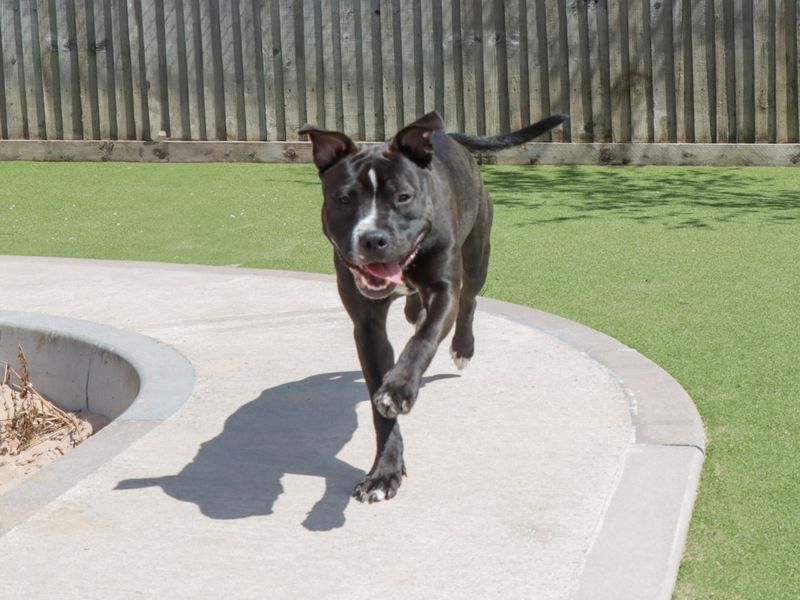 Staffordshire Bull Terrier for adoption in Evesham, Worcestershire – 8 months old - Image 5 of 5