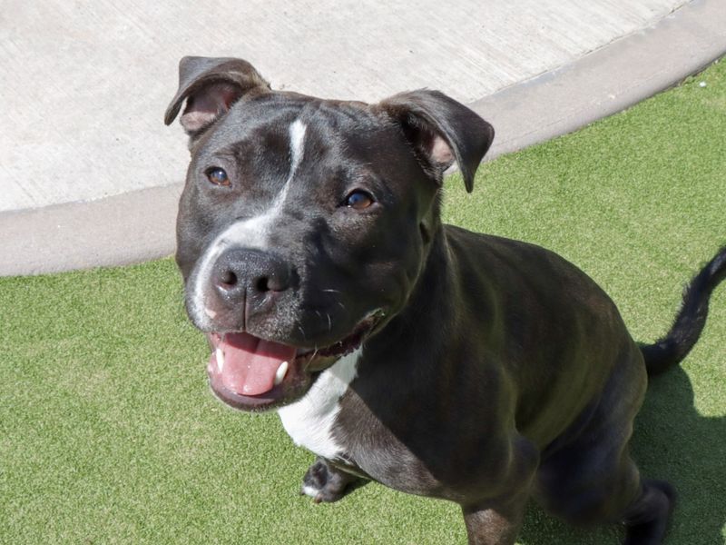 Staffordshire Bull Terrier for adoption in Evesham, Worcestershire – 8 months old - Image 4 of 5
