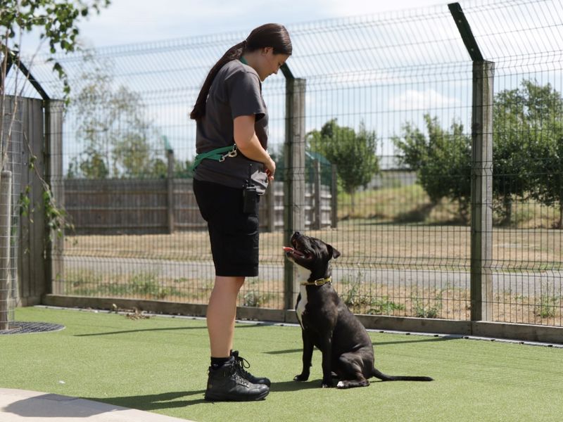 Staffordshire Bull Terrier for adoption in Evesham, Worcestershire – 8 months old - Image 2 of 5