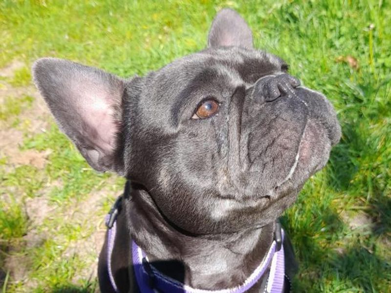 Roxie for sale in Telford, Shropshire