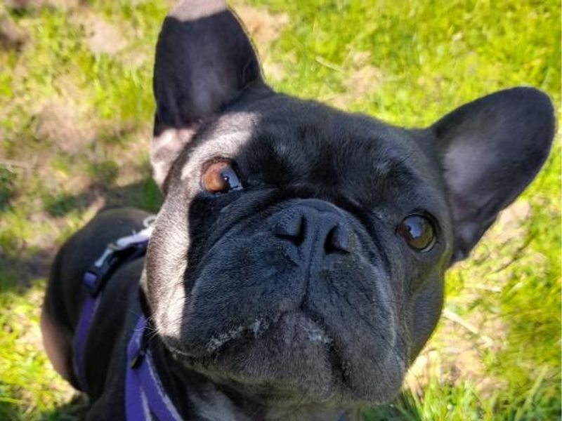 Roxie for sale in Telford, Shropshire - Image 2
