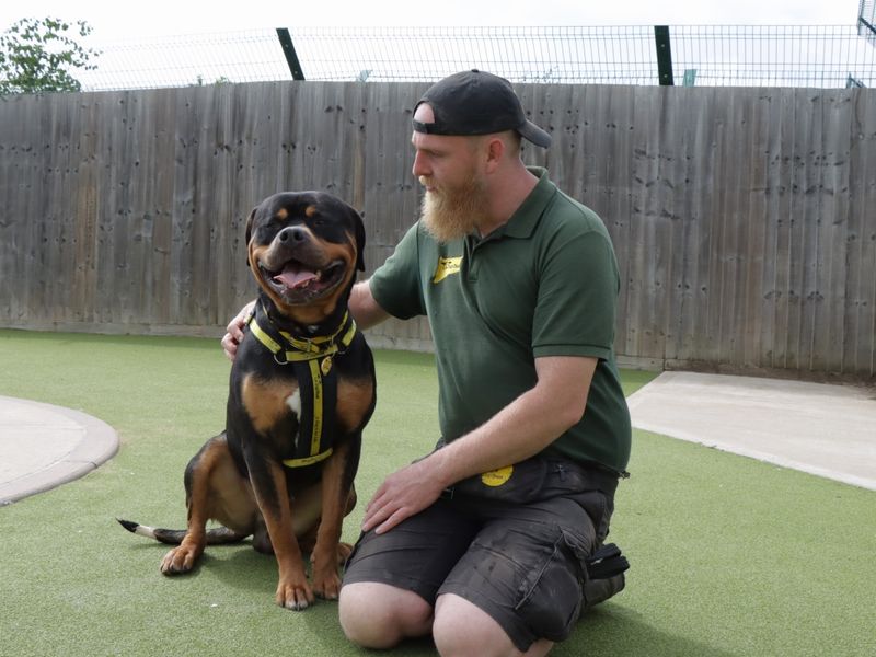 Rottweiler for adoption in Evesham, Worcestershire – 3 years old - Image 2 of 6