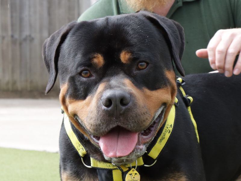 Rocco for sale in Evesham, Worcestershire
