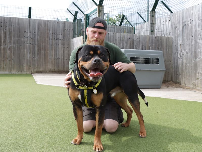 Rottweiler for adoption in Evesham, Worcestershire – 3 years old - Image 6 of 6