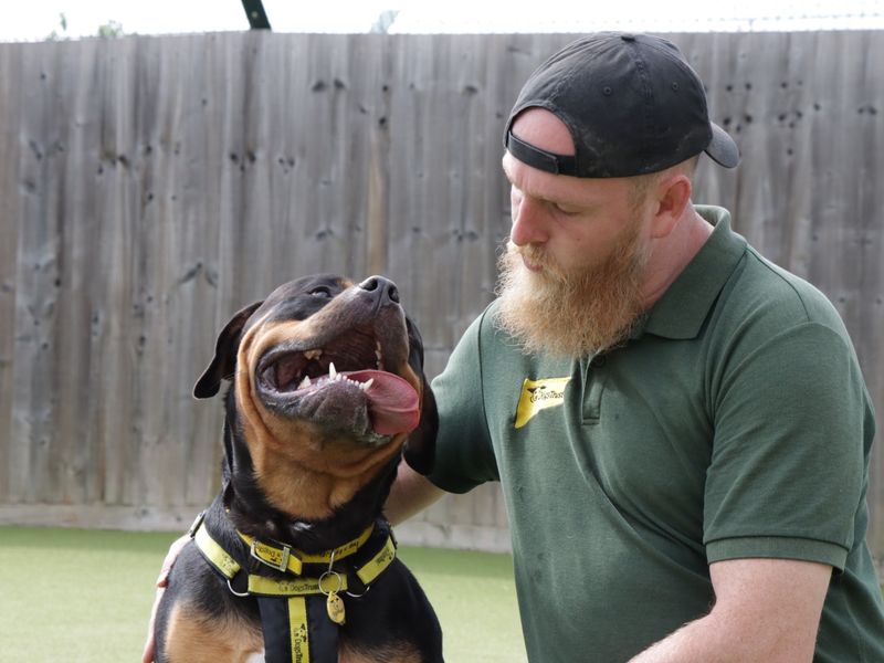 Rottweiler for adoption in Evesham, Worcestershire – 3 years old - Image 4 of 6