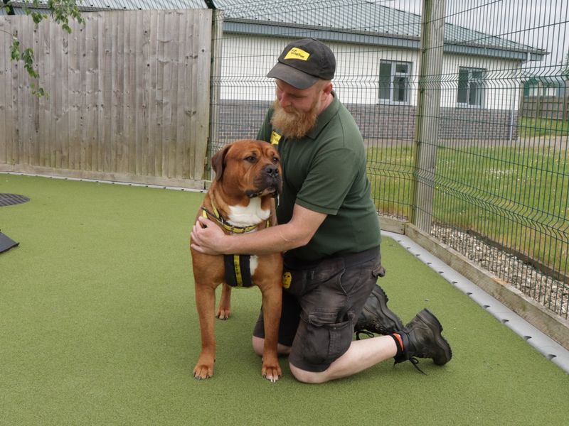 Scooby for sale in Evesham, Worcestershire