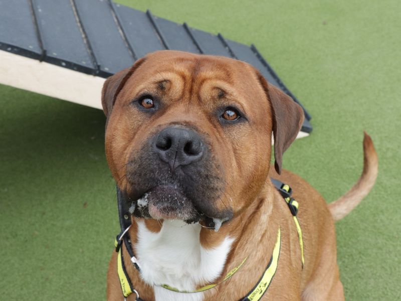 Scooby for sale in Evesham, Worcestershire | Image 3