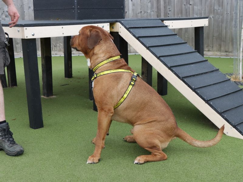 Scooby for sale in Evesham, Worcestershire | Image 2