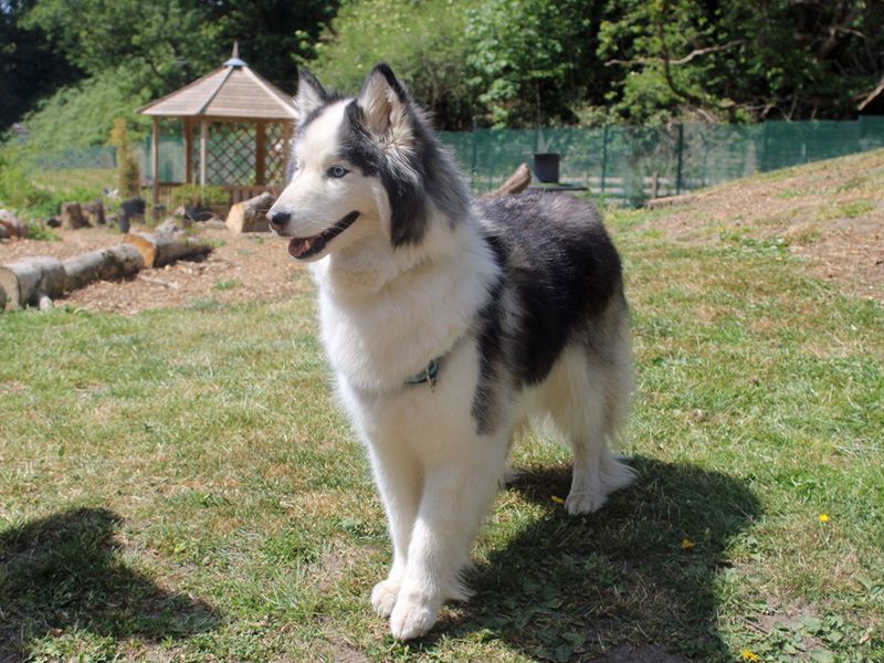 Luna for sale in Liverpool, Merseyside