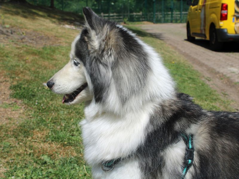 Siberian Husky for adoption in Liverpool, Merseyside – 11 years old - Image 3 of 3