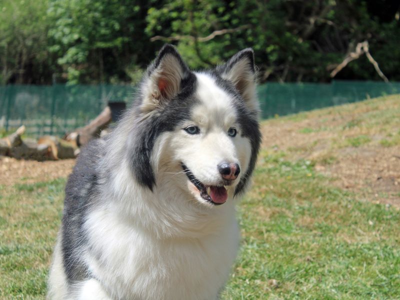 Luna for sale in Liverpool, Merseyside | Image 2