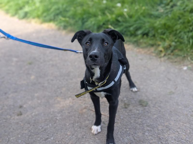 Reggie for sale in Mid Glamorgan, Wales