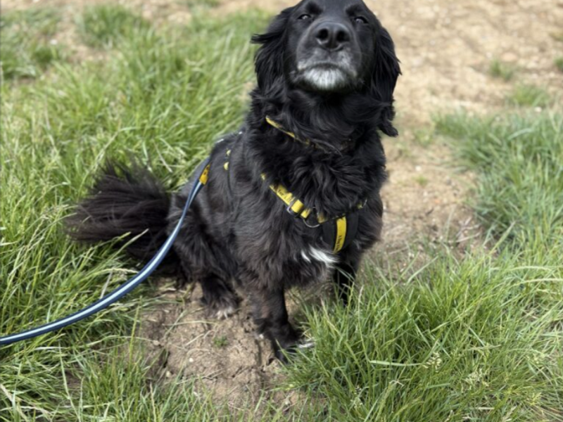 Springer Spaniel for adoption in Wymeswold, Leicestershire – 4 years old - Image 2 of 2