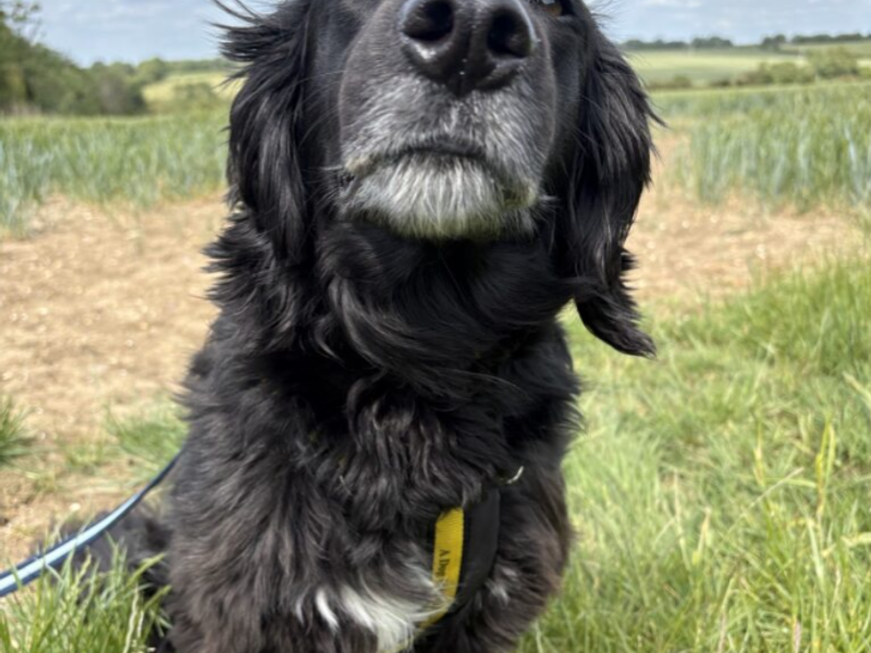 Tobias | Spaniel (English Springer) Cross | Loughborough - 1