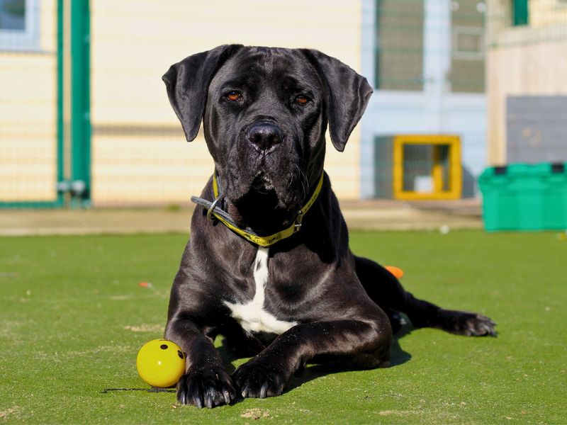 undefined | Italian Corso Dog | undefined - 4