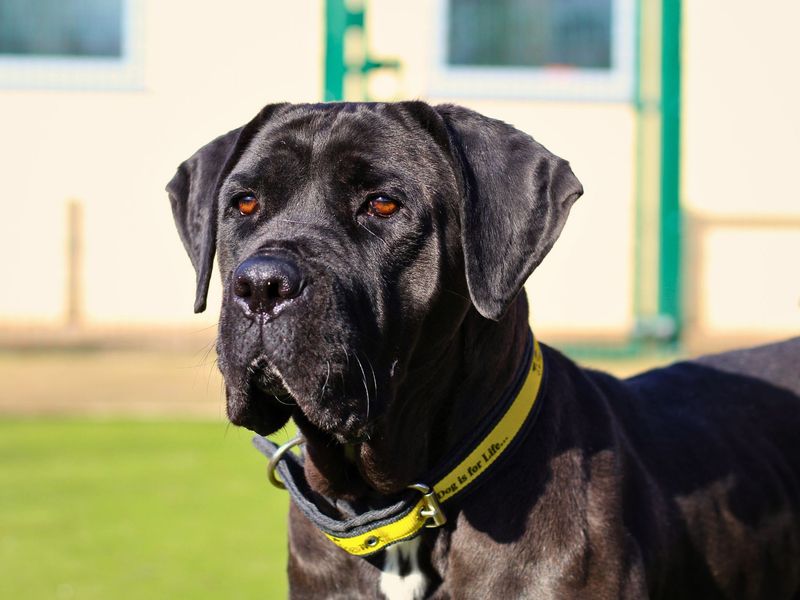 undefined | Italian Corso Dog | undefined - 2