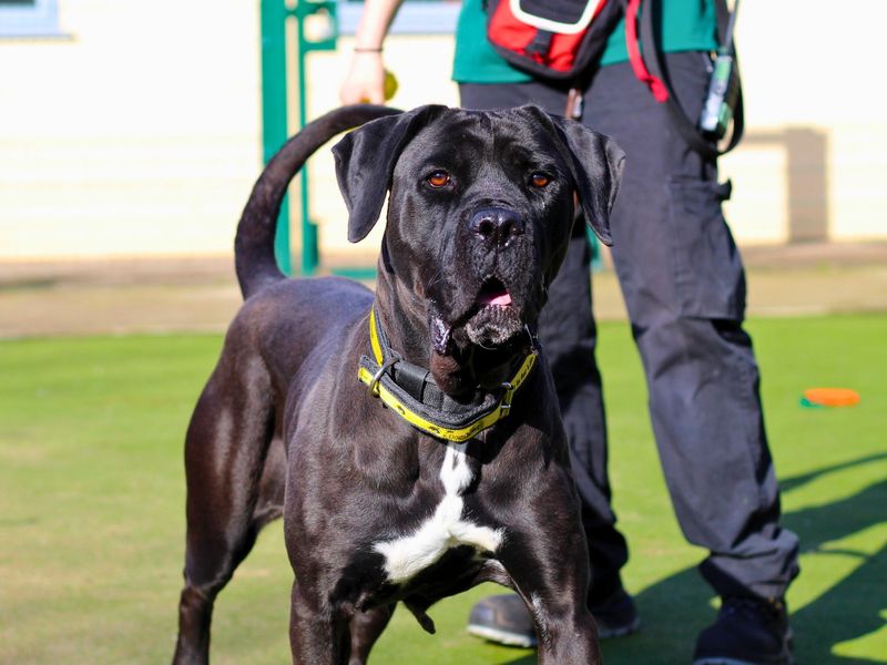 Buttercup | Italian Corso Dog | Glasgow - 1