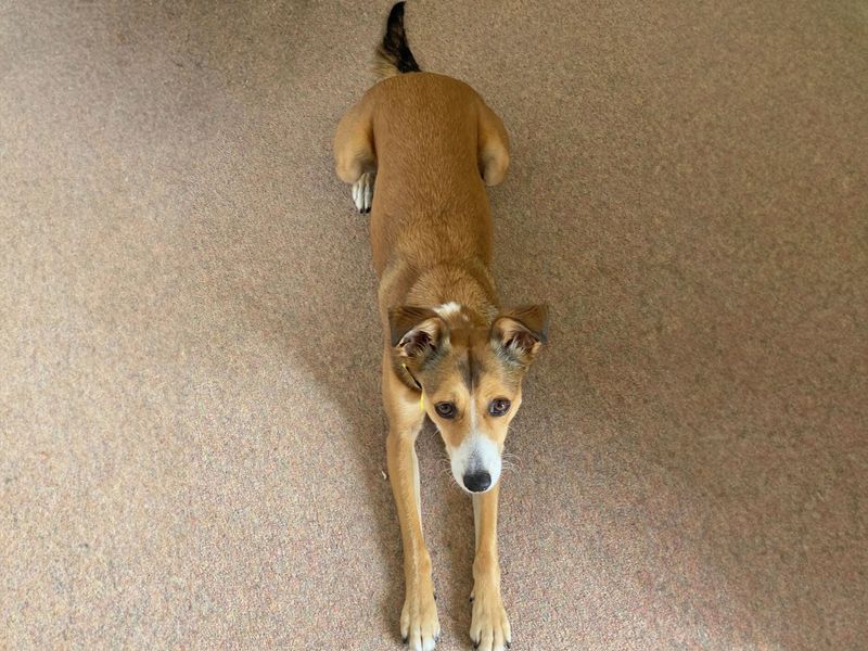 Biba | Terrier (Jack Russell) Cross | Basildon (Essex) - 1