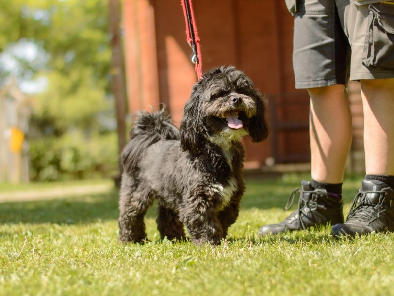 Onyx | Lhasa Apso | Kenilworth (West Midlands) - 1