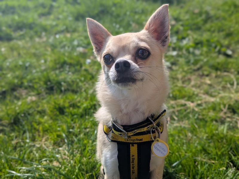 Joe | Chihuahua (Smooth Coat) | Bridgend (Wales) - 1