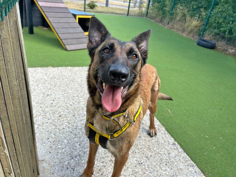 Queen Bee | Belgian Shepherd Dog (Malinois) | Basildon (Essex) - 1