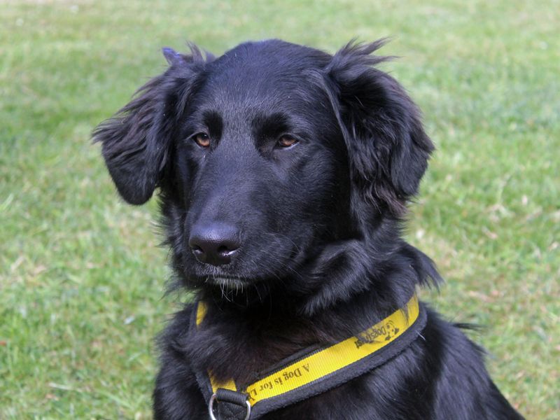 Kong | Crossbreed | Merseyside (Liverpool) - 1