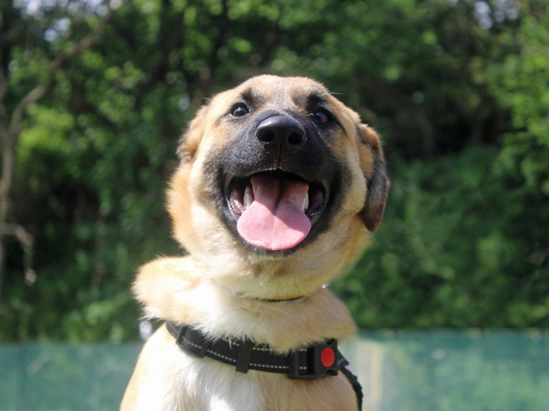Faith | Crossbreed | Merseyside (Liverpool) - 1