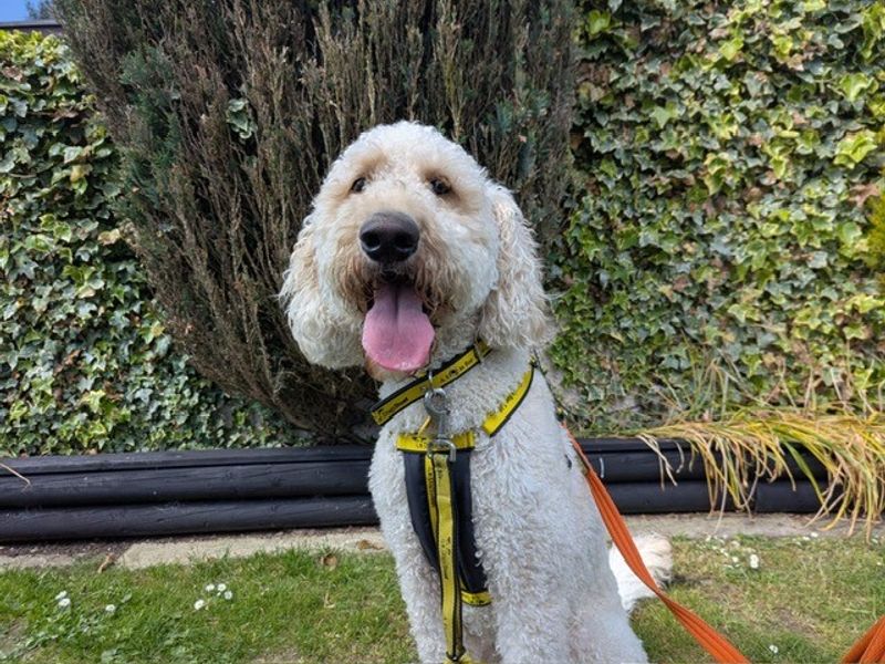 Ollie for sale in West Calder, West Lothian - Image 2