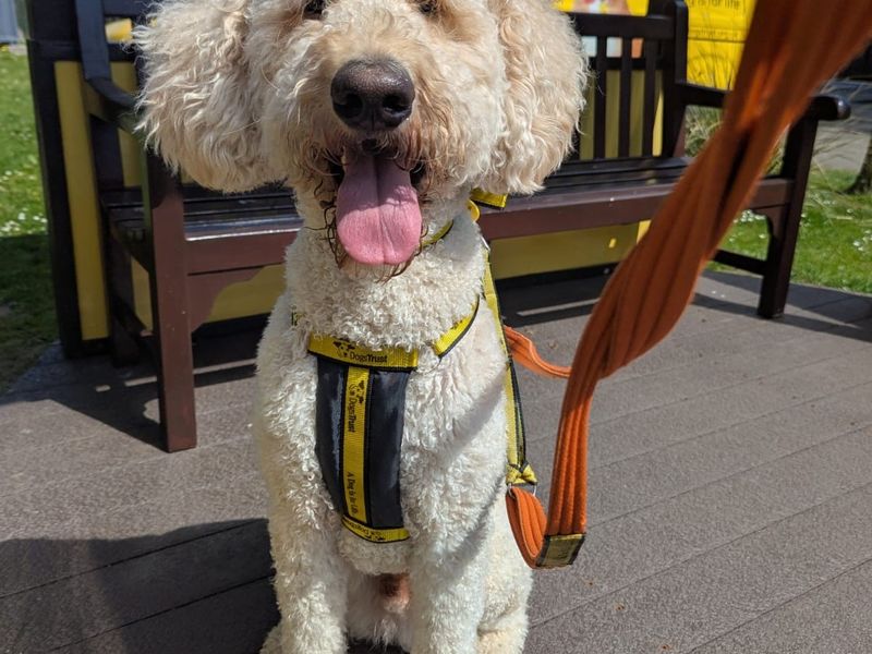 Ollie for sale in West Calder, West Lothian