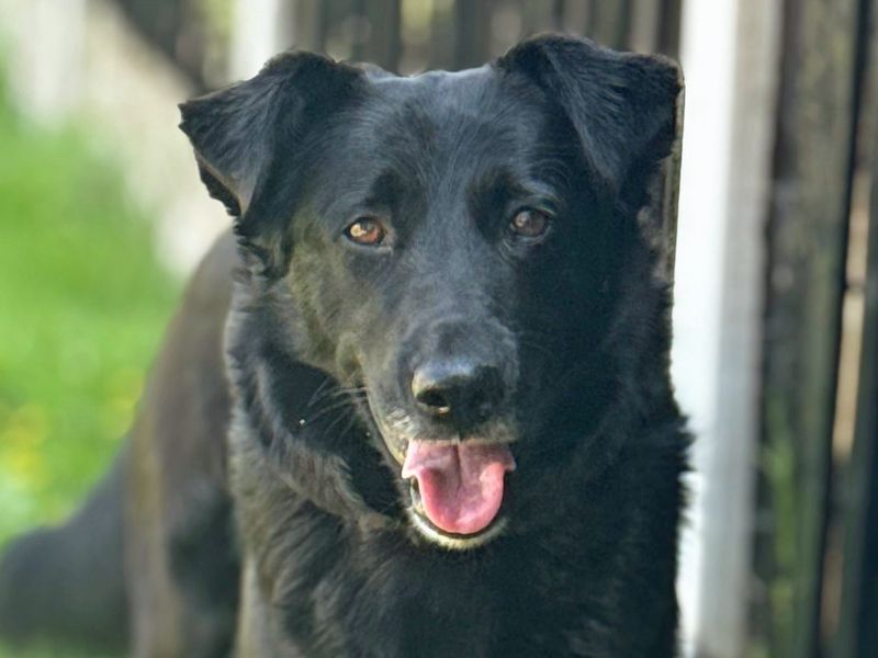 Ruby | Retriever (Labrador) Cross | Merseyside (Liverpool) - 1