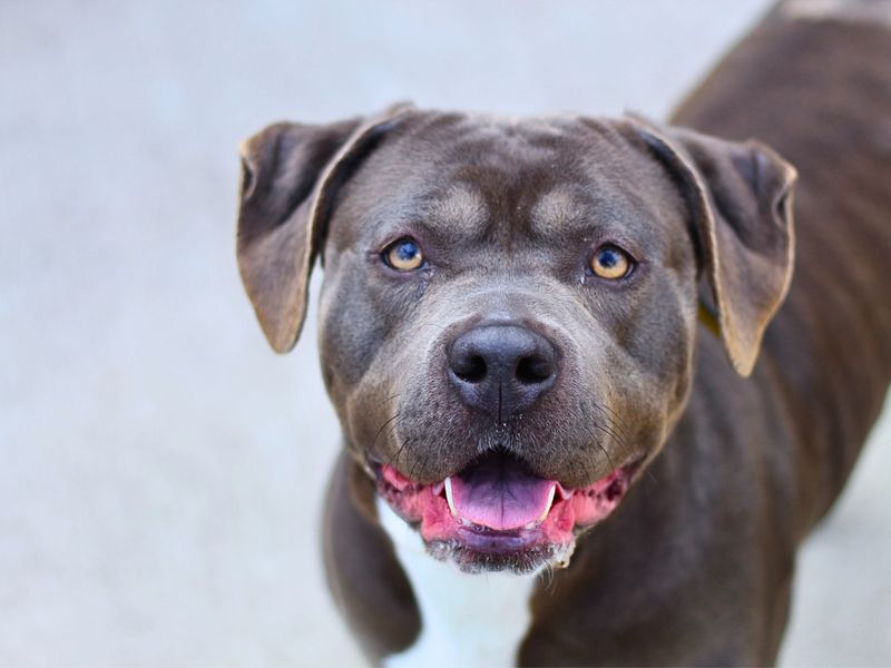 Staffordshire Bull Terrier for adoption in Manchester, Greater Manchester – 2 years old - Image 4 of 6