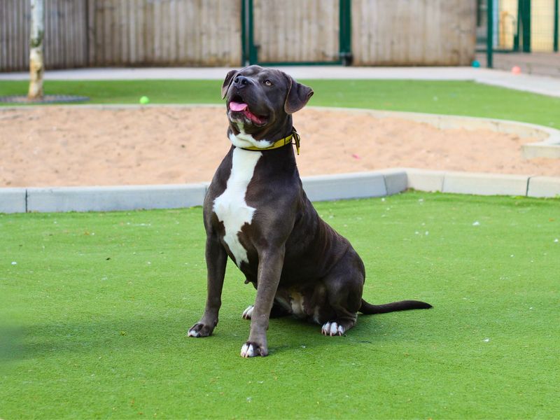 Staffordshire Bull Terrier for adoption in Manchester, Greater Manchester – 2 years old - Image 6 of 6