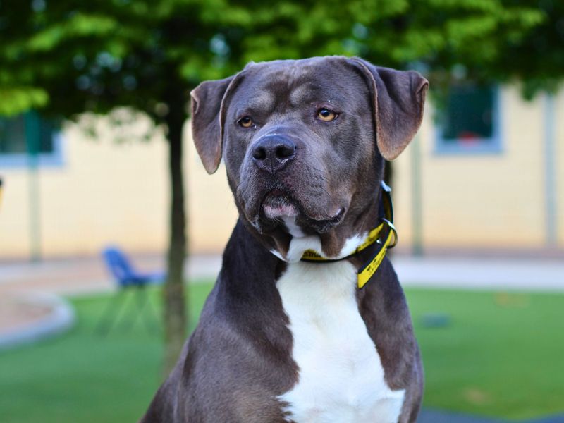Staffordshire Bull Terrier for adoption in Manchester, Greater Manchester – 2 years old - Image 5 of 6