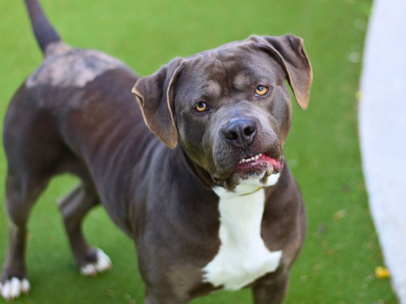Staffordshire Bull Terrier for adoption in Manchester, Greater Manchester – 2 years old - Image 2 of 6