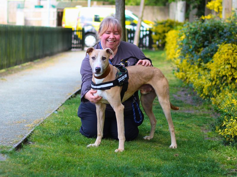 Frank | Lurcher | Manchester - 1