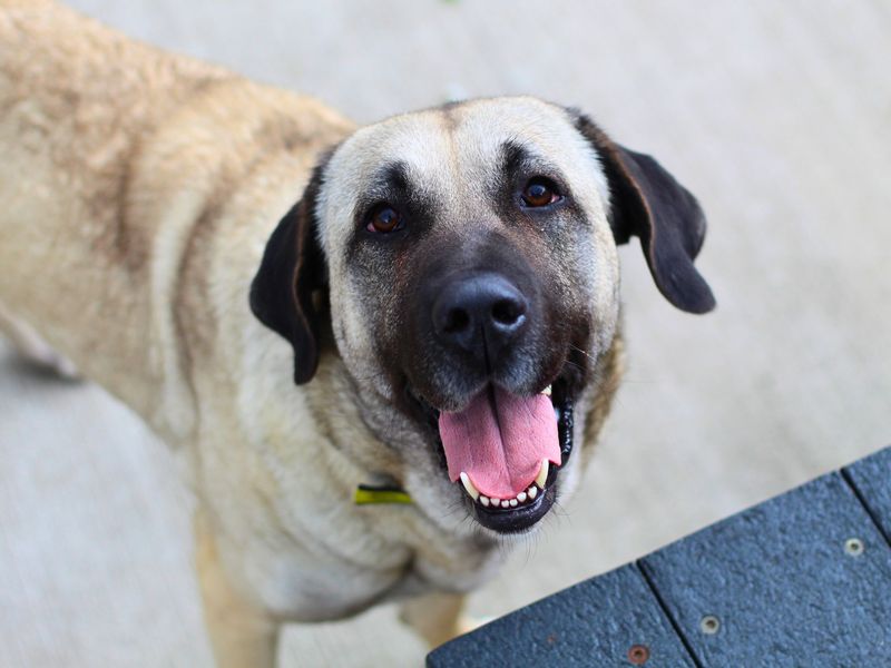 Alara | Turkish Kangal Dog | Manchester - 1