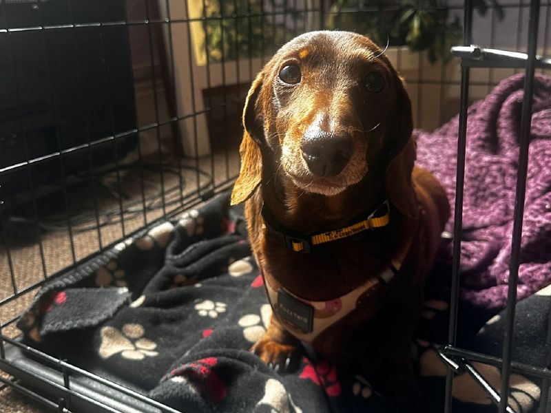 Dachshund for adoption in Wymeswold, Leicestershire – 10 years old - Image 3 of 3