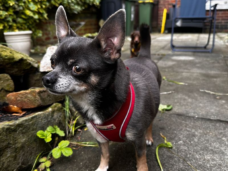 Abel | Chihuahua (Smooth Coat) | Loughborough - 1