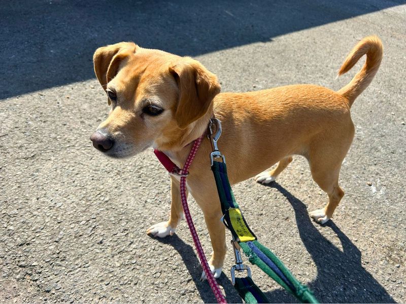 Jack Russell for adoption in Newton Tony, Wiltshire – 5 years old - Image 6 of 7