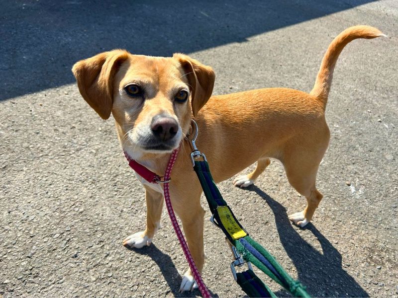 Jack Russell for adoption in Newton Tony, Wiltshire – 5 years old - Image 7 of 7